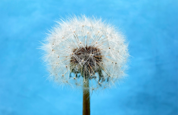 Foto de un diente de león tomada con la funcionalidad Macro de la cámara